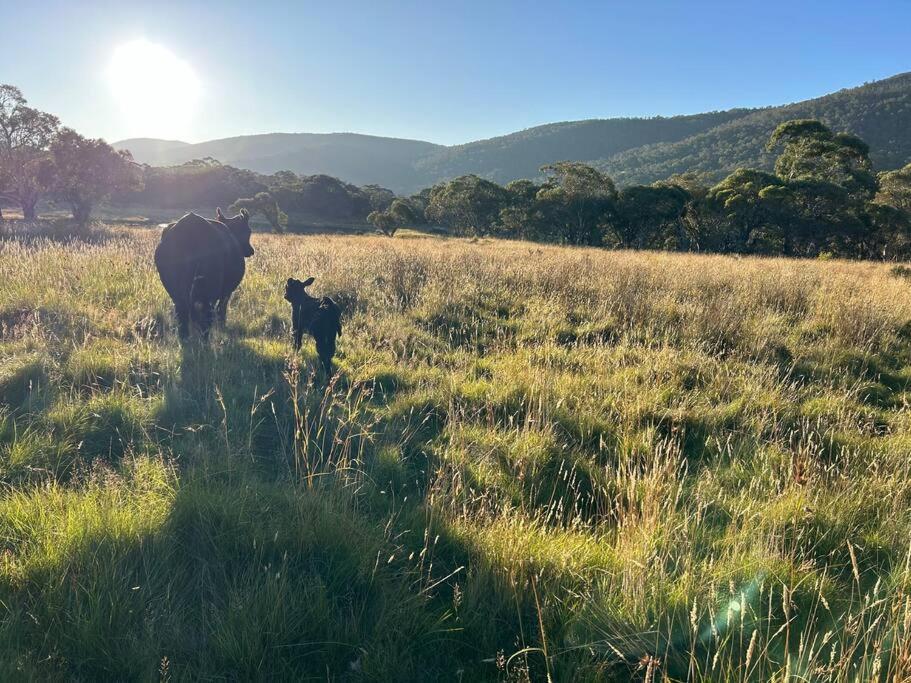 Big Yard Farm - Snowy Mountains Villa Moonbah Exterior photo